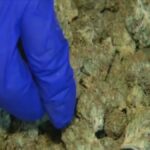 Mass. Ballot Question 8 explained: Voters to decide on eliminating recreational marijuana sales