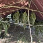 Marijuana farm with hundreds of plants on Peloponnese mountainside