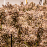 Question Eight Takes Aim at Marijuana Sales