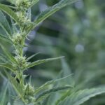Marijuana Recalls hit 69 dispensaries in four days