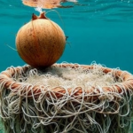 Coconut Shells and Hemp Fibers Tested as Concrete Armor Against Underwater Abrasion