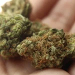 Feds And Marijuana Opponents Agree On Briefing Schedule In Lawsuit Challenging Trump’s Reclassification Move
